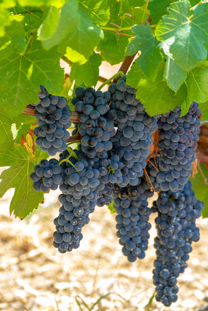 Красное вино виноград завод, новый урожай винограда черного вина близко
 - Фото, изображение