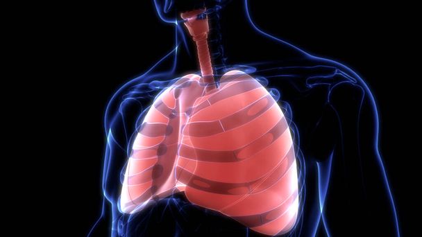 Emberi légzőszervi tüdő Alveoli anatómiával. 3D - Fotó, kép