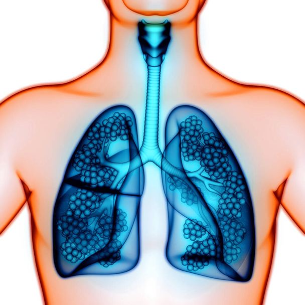 Keuhkot, joissa on keuhkorakkuloiden anatomia. 3d
 - Valokuva, kuva