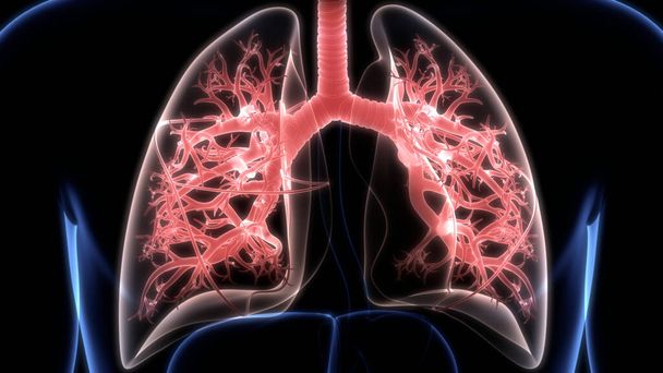 Emberi légzőszervi tüdő Alveoli anatómiával. 3D - Fotó, kép