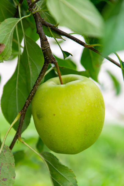 Nová sklizeň zdravého ovoce, zralé sladké zelené jablka rostoucí na jabloni zblízka - Fotografie, Obrázek