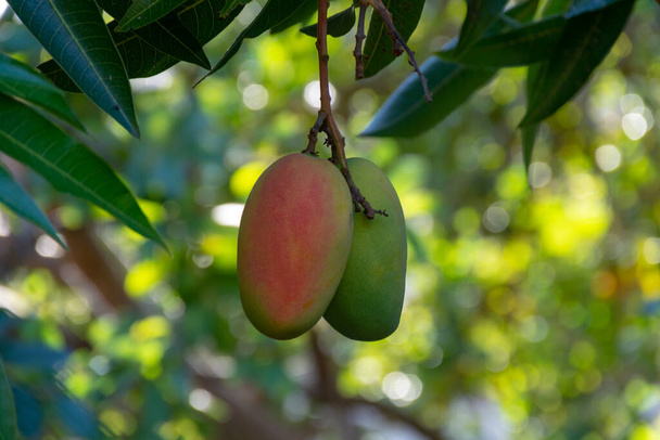 グランカナリア島の果樹園で栽培されている大きな熟したマンゴーの果実を持つ熱帯マンゴーの木、スペイン、プランテーションでのマンゴーの果物の栽培. - 写真・画像