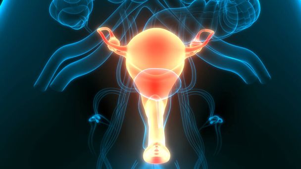 神経系および尿膀胱の解剖学的構造を有する女性生殖器系.3D - 写真・画像