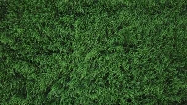 Fliegen über ein Feld mit grünem Gras. Ansicht von oben - Filmmaterial, Video