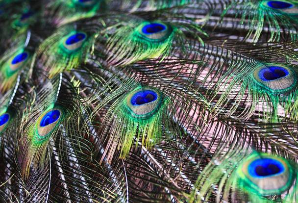 Peacock feathers - Фото, зображення
