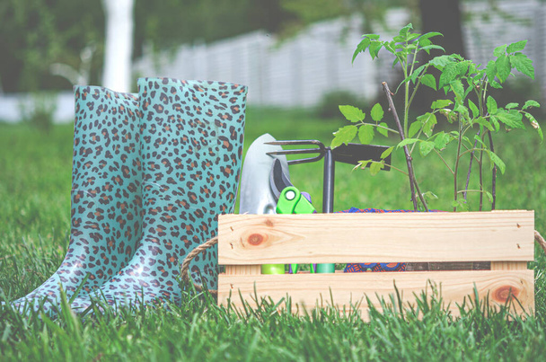 Bahçe aletleri yeşil çimlerin üzerinde, bahçedeki ahşap bir kutuda yatıyor. - Fotoğraf, Görsel