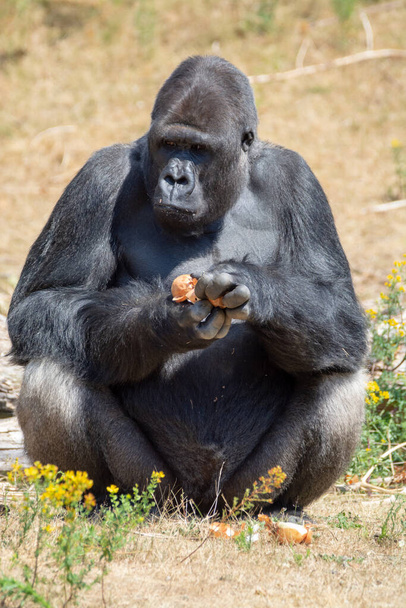 Большая черная волосатая обезьяна-горилла сидит на траве и ест пищу руками.
 - Фото, изображение