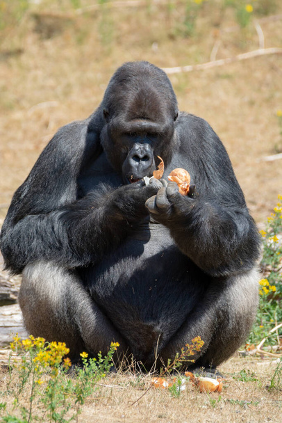 Big black hairy male gorilla monkey sit on grass and eat food with hands - Photo, Image