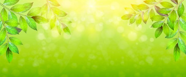 Zöld, friss levelek bokeh csúcspontokkal. Homályos természetes háttér. Nyári vagy tavaszi szezon. Vektor illusztráció. Napsütés. Fejléc - Vektor, kép