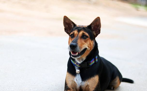 Rottweiler cinsi, Labrador cinsi köpek ile çimento ya da beton zemine serilmiş turuncu duvarla sabah olunca sahibini arıyor.. - Fotoğraf, Görsel