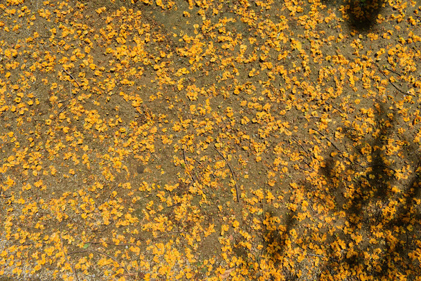 Fiori gialli di tipuana, caduti a terra in primavera
 - Foto, immagini