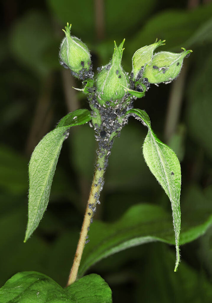 Una plaga de áfidos negros de una planta de jardín
 - Foto, imagen