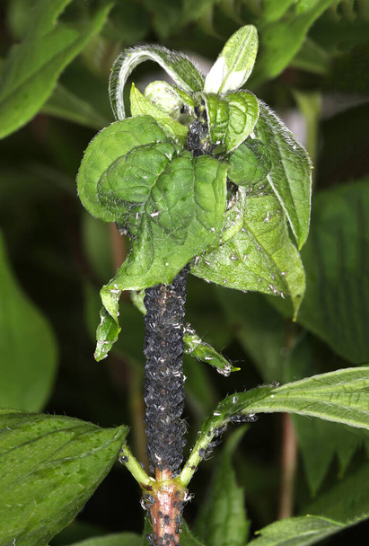 Een zwarte bladluis zwartvlieg besmetting van een tuin plant - Foto, afbeelding