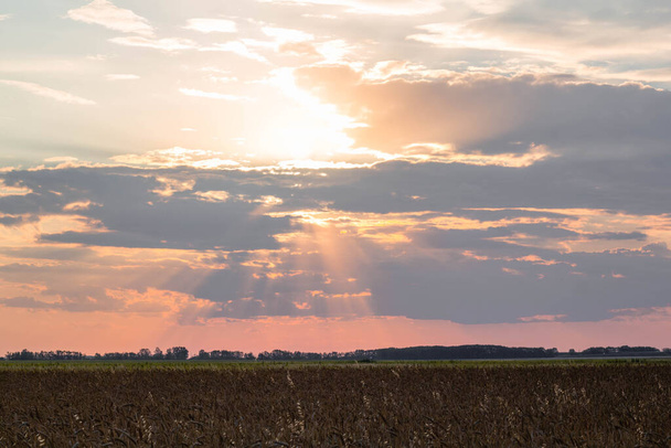              Gün batımında kara bulutlar ve buğday tarlası         - Fotoğraf, Görsel