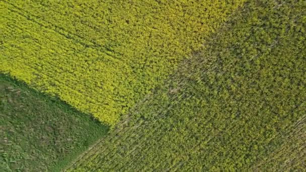 Luchtlandschap van diverse gecultiveerde planten gerangschikt op het veld van de boerderij in Checker patroon.  - Video