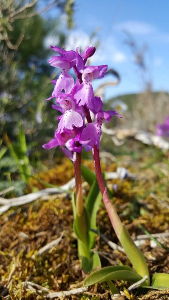 orchidee falena viola nel Parque Natural de las Sierras de Aire y Candeeiros Portogallo
 - Foto, immagini
