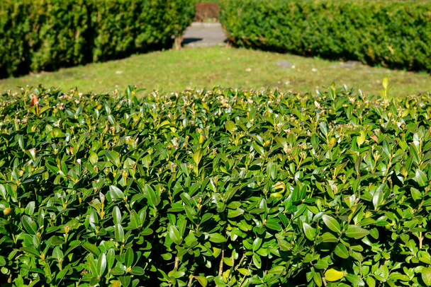 Buxus shrubs in public park. Garden hobby - 写真・画像