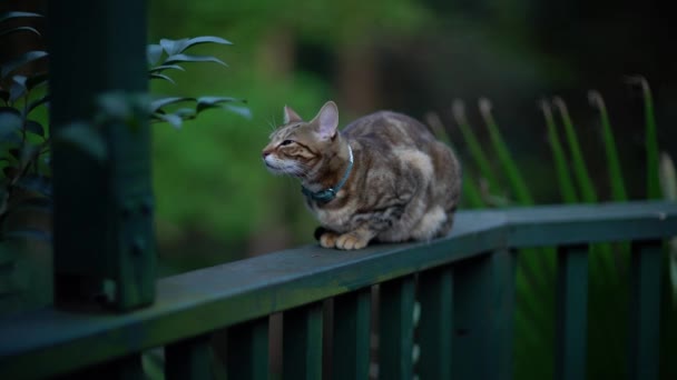 Un chat renifle l'air assis sur une rambarde parmi les plantes. - Séquence, vidéo