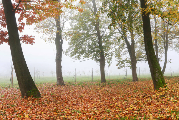 Misty autumn park, beautiful october morning. Beautiful landscape - Foto, imagen