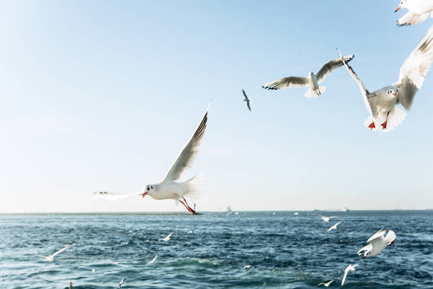 Um grupo de gaivotas voa contra o céu azul
. - Foto, Imagem