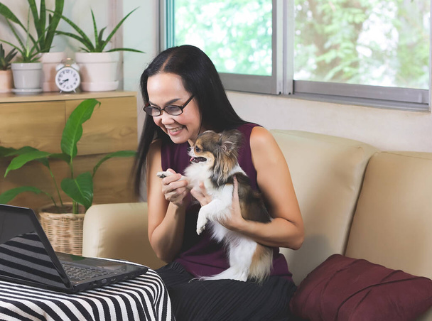Aasialainen nainen silmälasit istuu sohvalla olohuoneessa hänen chihuahua koira, hymyillen ja chattailuun tietokoneen laptop.social etäisyys, työskentelevät kotoa käsite. - Valokuva, kuva