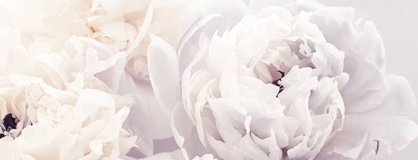 Blooming peony flowers as floral art on violet background, wedding decor and luxury branding - Fotó, kép