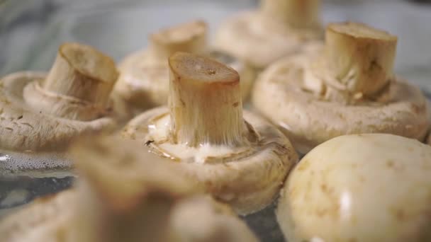 Boiling Whole Field Mushrooms - Footage, Video