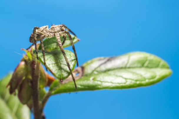 Retrato de uma aranha florestal
 - Foto, Imagem