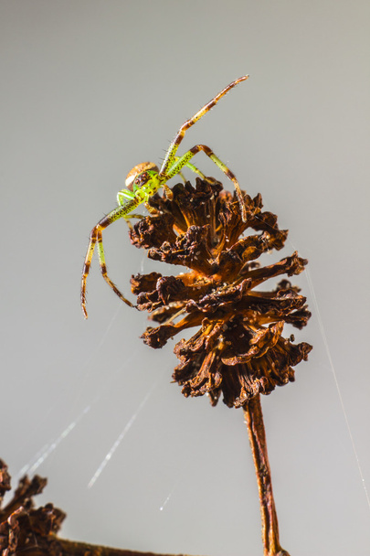 A Aranha do Caranguejo Verde, Diaea dorsata
 - Foto, Imagem