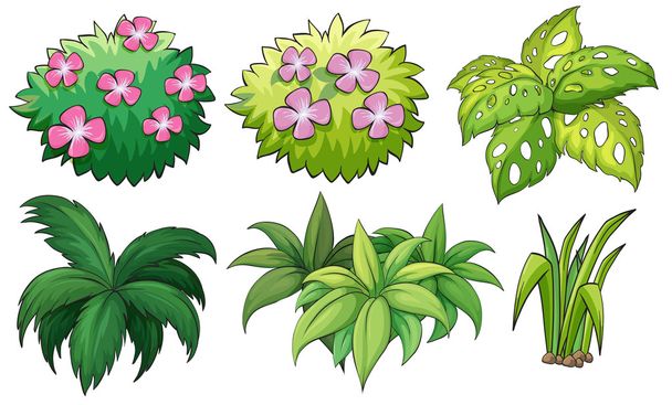 Six ornamental plants - Vector, Image