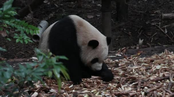 Kínai turisztikai attrakció - óriás panda medve eszik bambusz Chengdu, Szecsuán, Kína. Fekete-fehér panda Közép-Kína hegyeiből. Kevesen élik túl, csak néhány tucat van az országon kívül.. - Felvétel, videó