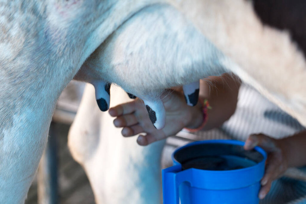 Lavoratore versando il latte in un contenitore per la trasformazione
. - Foto, immagini