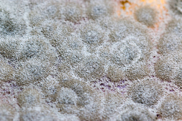 コロニーの背景教育のためのペトリ皿における真菌と藻類の特徴. - 写真・画像
