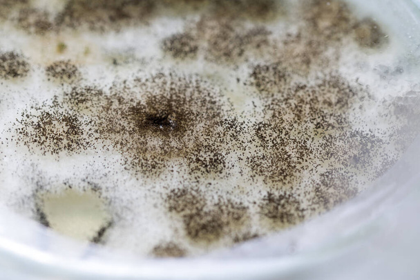 コロニーの背景教育のためのペトリ皿における真菌(Rizopus)の特徴. - 写真・画像