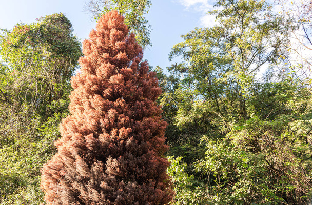 Taxodium distichum ornamental tree. Sapling of Pinheiro do Brejo or Red Cypress. Because it is very ornamental, it is grown in squares and gardens, and wood exploitation for its good wood growth. - Photo, Image