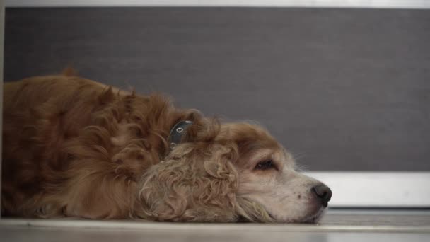 Λυπηρό σκυλί ξαπλωμένο στο πάτωμα και περιμένει τον ιδιοκτήτη του. Μείνε στο σπίτι. - Πλάνα, βίντεο