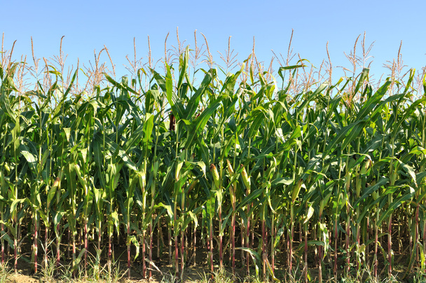 кукурудзяне поле
 - Фото, зображення