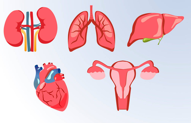 Different  human organs set with  heart, lungs,  uterus, liver, kidneys. Vector eps10 - Vector, Image