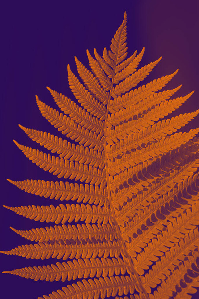 Toned background in orange and violet tones in the sunshine fern leaves. Fashionable tinted wildlife. Fern close-up in pop art processing. - Foto, afbeelding
