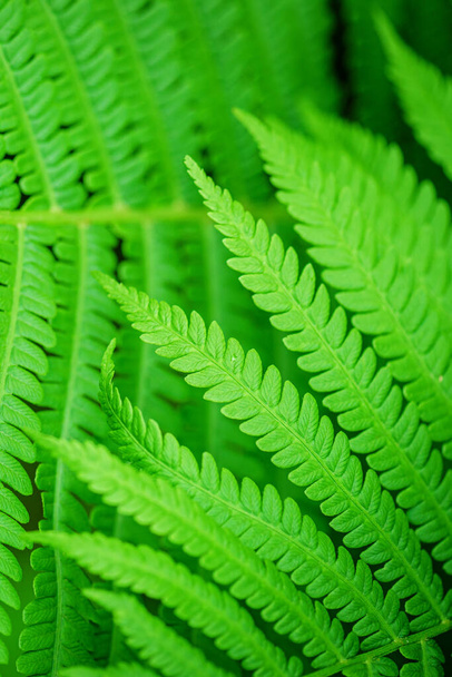  Green Leaf Fern. Green ecological wildlife concept background. Ecology concept. Symbol Wildlife Ecology. Green leaf of fern in the sun. Wildlife concept. - Φωτογραφία, εικόνα
