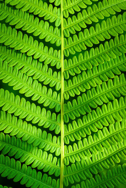 Fern Leaves Ecology Concept. Wildlife Paportik. Green Leaf Fern. Green background for advertising wildlife. Eco concept. - Foto, Bild