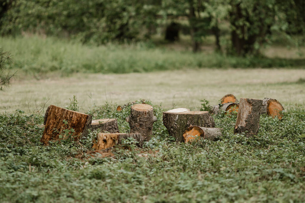 velho madeira log festa na floresta
 - Foto, Imagem