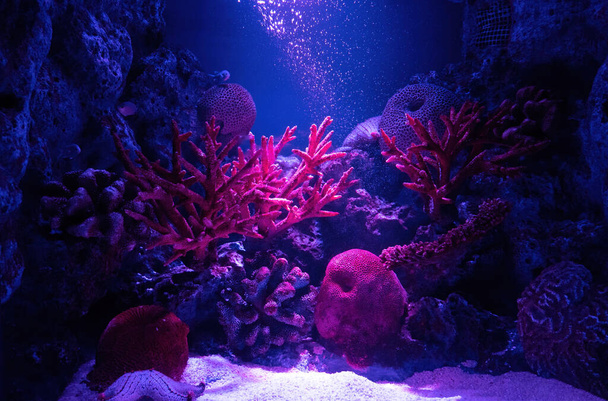 Closeup cena colorida de recife de coral subaquático
  - Foto, Imagem