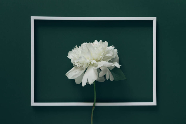 Creative layout made of white peony flower on green background with white frame. Minimal style composition. Copy space. Flat lay. Nature concept - Foto, Imagem