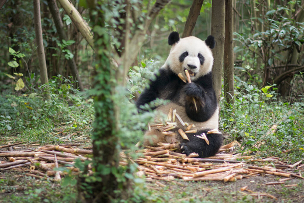 Um urso Panda Gigante (Ailuropoda melanoleuca) comendo bambu e olhando diretamente para a câmera, Chengdu, Sichuan, China
 - Foto, Imagem