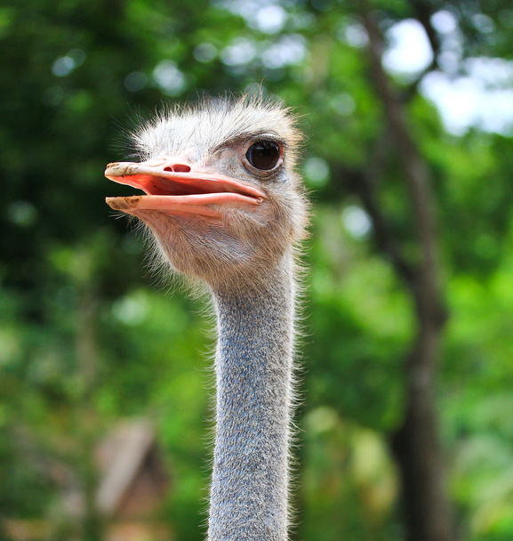 Ostrich - Foto, afbeelding