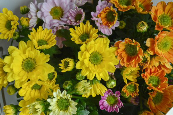 美しい菊の花の花束 - 写真・画像