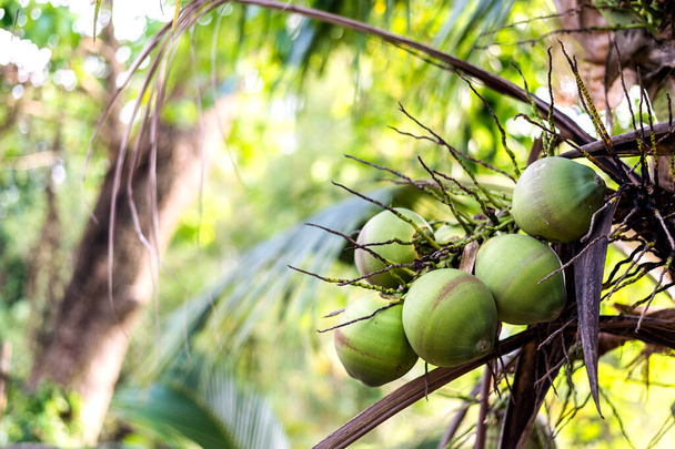 closeup coconut tree with soft-focus and over light in the background - Foto, afbeelding
