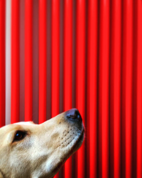 A dog waits obediently for a treat, a vibrant red central heating radiator in the background.  Mobile phone photo with some phone or tablet post processing. - Photo, Image