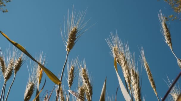 麦畑だ。フィールド上の小麦の黄金の耳。牧草地のコムギ畑の熟成耳の背景。やる気と成長. - 映像、動画